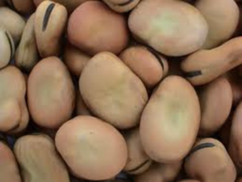 Lóbab Fruitshop.hu - online zöldség-gyümölcs rendelés akár holnapra ...