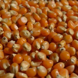 popcorn kukorica pattogatni való kukorica